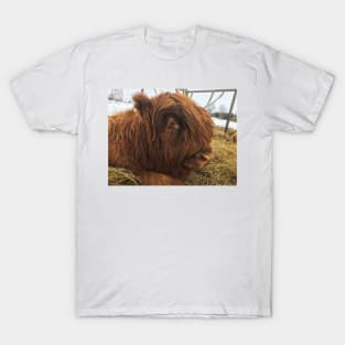 Scottish Highland Cattle Calf 1947 T-Shirt